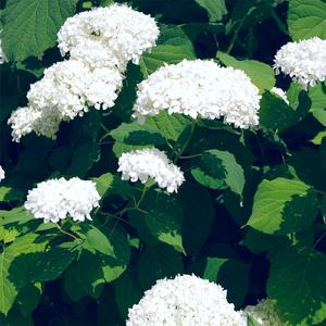 免费➕无码➕国产在线看百度
